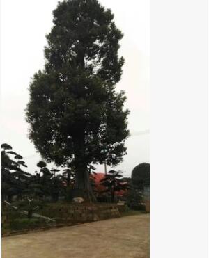 基地批發湖南香樟樹移栽香樟樹直銷綠化樹木景觀樹綠化樹批發