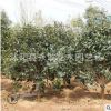 茶花樹苗基地批發工程綠化花木園林行道風景樹耐寒茶梅樹規格齊全