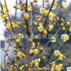 臘梅花樹苗批發工程綠化花木庭院觀賞花耐寒梅花樹 精品臘梅盆景