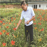 花卉食用藥用深加工，打造萱草產業鏈