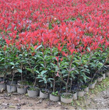 基地供應紅葉石楠樹苗 工程園林綠化小苗批發 高桿紅葉石楠苗