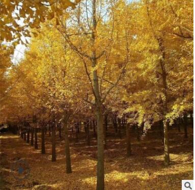 銀杏樹苗白果樹苗基地批發南北方四季種植好活