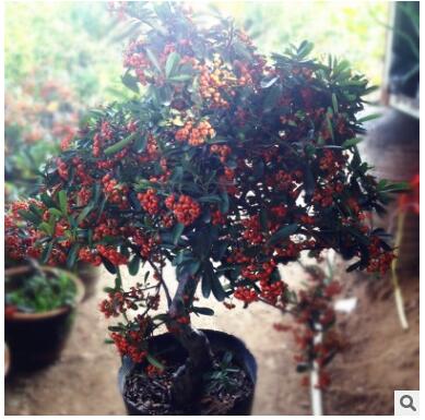 火棘沙棘樹樁基地直銷 觀果植物四季陽臺客廳庭院