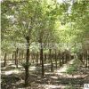 高桿女貞樹苗批發(fā)工程綠化苗木 園林造景庭蔭樹 大葉女貞苗