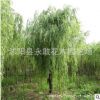 垂柳樹苗批發(fā)綠化工程苗木 公園行道風(fēng)景庭蔭樹嫁接金絲垂柳