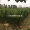 2019小規(guī)格蜀檜價(jià)格持續(xù)升高