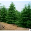 常色葉寶塔形雪松樹苗 濕地綠化圣誕樹苗 庭院綠化工程迎客松苗木