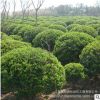 常綠性球形黃楊樹苗 常年種植大小綠化苗木 露地護坡綠化黃楊球苗