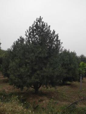 山東泰安瀟藝苗木白皮松 白紅玉蘭種植規(guī)范基地規(guī)格齊全量大從優(yōu)