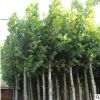 行道綠化防護法國梧桐樹 景觀庭院觀賞梧桐樹苗 濕地綠化法國梧桐