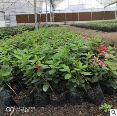基地直銷特價室內花卉盆栽映山紅花苗 花壇綠籬杜鵑花苗