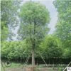 落葉性露地香樟樹苗 綠化工程庭院驅蚊植物 四季常青行道香樟樹苗