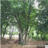 基地銷售樸樹植株各種規(guī)格齊全樸樹批發(fā)量大更優(yōu)惠