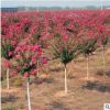 工地小區(qū)綠化紫薇樹苗紅花紫薇庭院小區(qū)學(xué)校植物綠化常綠苗木