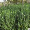 冬青苗樹苗籬笆苗庭院綠籬四季常青抗寒圍墻綠化植物小葉冬青苗