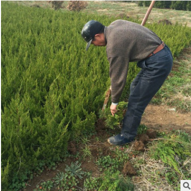 綠化苗木龍柏苗龍柏小苗龍柏球龍柏樹苗四季常青植物庭院植物