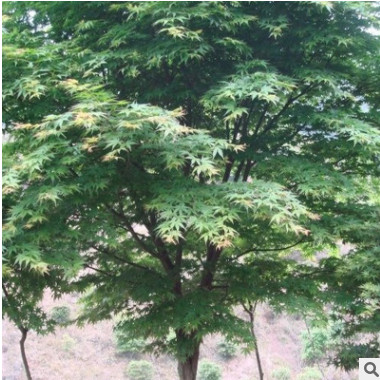 常綠美觀青楓樹苗槭樹苗紅楓嫁接砧木綠化苗木庭院植物基地批發