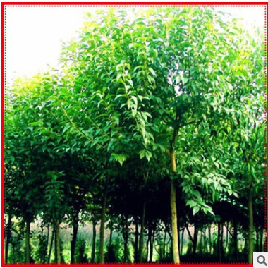 供應綠化苗木喬木類烏桕臘子樹桕子樹木子樹規格齊全