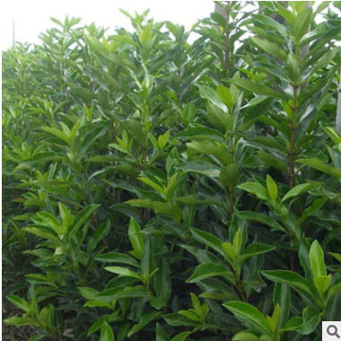 法國冬青苗冬青樹北海道黃楊苗日本珊瑚樹庭院籬笆墻四季常青樹苗