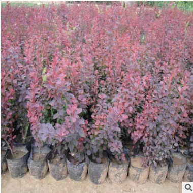綠化工程苗花壇灌木籬笆樹苗紅葉小檗苗紅葉小波紫葉小檗苗球狀