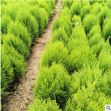 量大從優金柏樹苗家居裝飾盆景灑金柏小苗庭院工程綠化裝飾苗