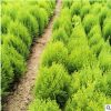 量大從優金柏樹苗家居裝飾盆景灑金柏小苗庭院工程綠化裝飾苗