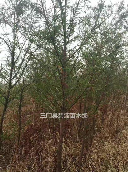 浙江[產品]/浙江三門中山杉價格/報價