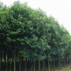苗木供應 馬褂木 三角楓 華山松