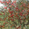 苗木供應 冬紅果 喬松 皂角 丁香