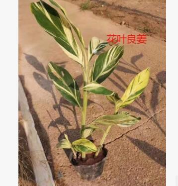 花葉良姜 花葉艷山姜 彩葉姜 斑紋月桃 園林綠化工程花卉苗木