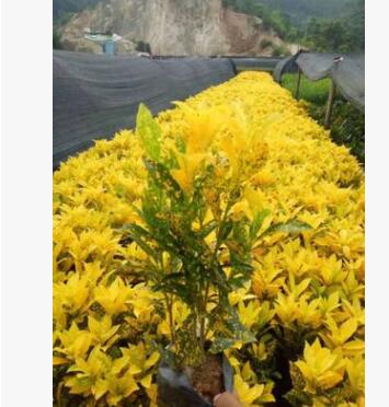 基地供應 黃點變葉木 星點變葉木 金榕灑金珊瑚灑金變葉木杯苗