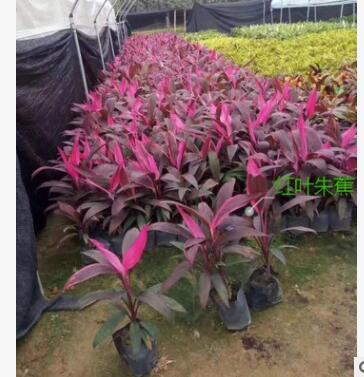 朱蕉亮葉朱蕉規格齊全 紫葉富貴竹大葉朱蕉小葉朱蕉漳州基地直銷