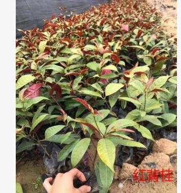 紅背桂大小苗可盆栽地被苗漳州基地直銷 多規格供應