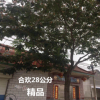 合歡直銷 合歡樹6-15-28公分 樹形優美 合歡樹又名絨花樹，馬纓花