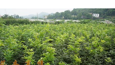 供應(yīng)鄂西紅豆樹、花梨木、金絲楠、閩楠、浙江楠、紫楠、羅漢松
