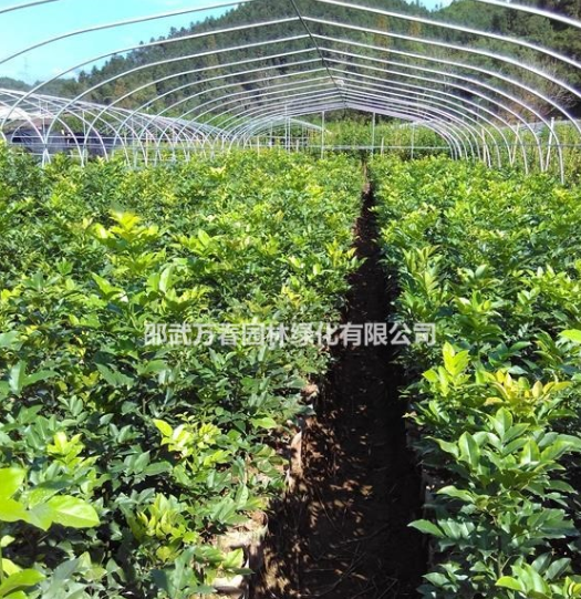 供應(yīng)楠木，羅漢松，竹柏營養(yǎng)袋苗，朱砂桂，丹桂，四季桂地栽苗