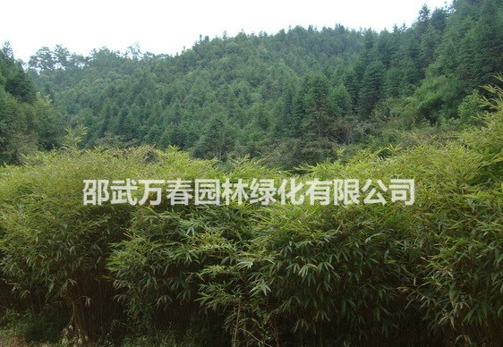 供應(yīng)毛竹苗20萬株