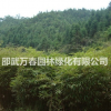 供應(yīng)毛竹苗20萬株