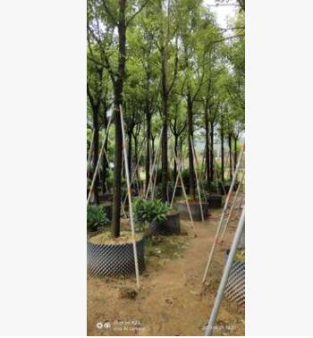 樟樹香樟湖北小葉樟移植樹福建