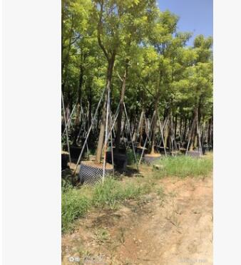 樟樹香樟樹小葉樟大葉樟自家