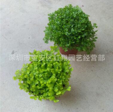綠地球翠云草綠化蕨類綠墻植物雨林景觀珊瑚蕨金絲雀翠云草