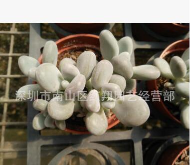 多肉微景觀小盆栽 白美人