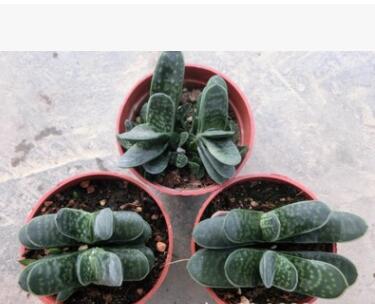 廣州花卉盆栽基地直供多肉植物子寶鯊魚掌