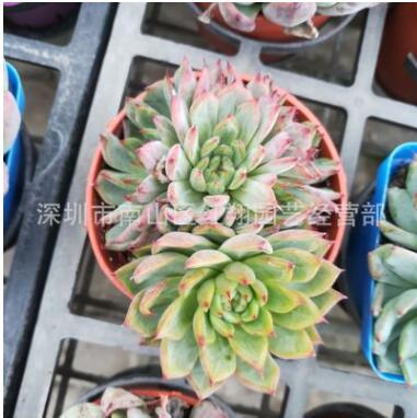 多肉植物紅爪 廣州芳村花卉盆栽基地直供 紅爪石蓮花