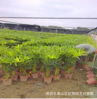 盆苗袋苗規格齊全 春羽蔓綠絨小天使