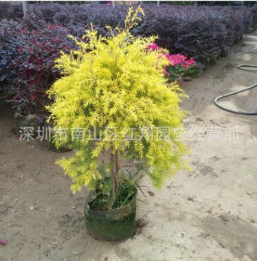 金絲柳黃金柳綠化喬木家庭盆栽造型盆景樹黃金柳