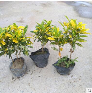 變葉木 室外園林工程濕地綠化苗木 黃灑金