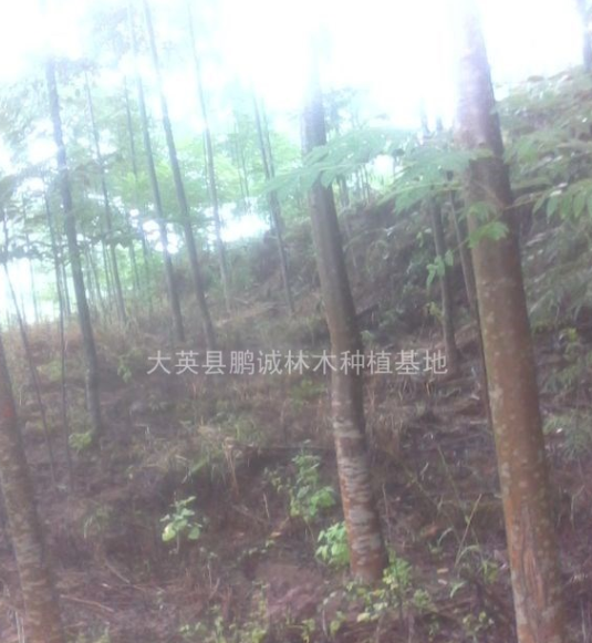 臭椿苗，精品臭椿苗,香椿樹，苗