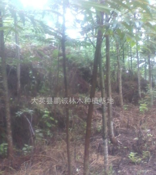 四川成都哪里臭椿、樸樹價格低