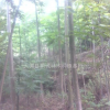 成都臭椿樸樹基地